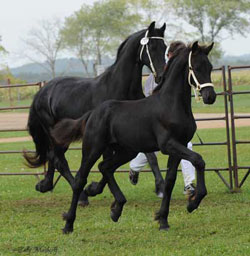 Majestic Friesians - Dolci Vita